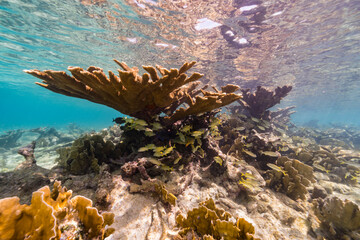 Seascape with big Elkhorn Coral in the coral reef of Caribbean Sea, Curacao