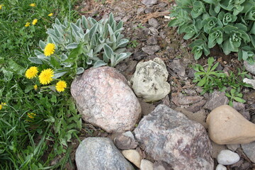 Stone in the garden. Plants and stones. Green plants.