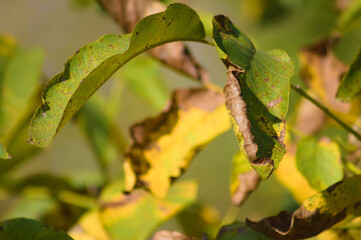 Closeup of autumnal english walnut leaves with selective focus on foreground