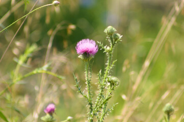 Closeup of spiny plumeless thistle flower with selective focus on foreground