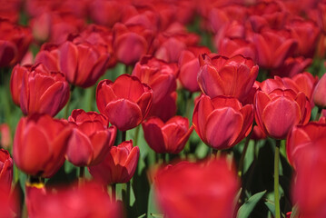 Red tulips