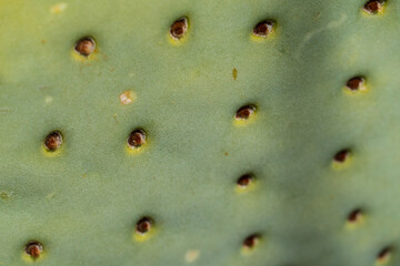 Prickly pear cactus blooming flowers in the spring southwest sonoran deserts of Phoenix, Arizona.