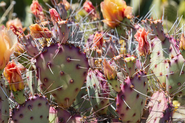 Prickly pear cactus blooming flowers in the spring southwest sonoran deserts of Phoenix, Arizona.