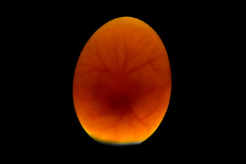 egg with chicken embryo inside. Fertilized egg. - obrazy, fototapety, plakaty