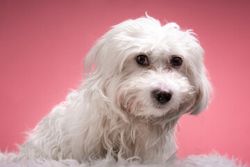 cute maltese dog in pink background