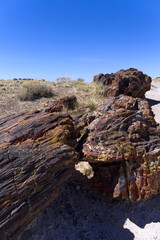 Arizona Petrified Forest - Giant Logs Trail