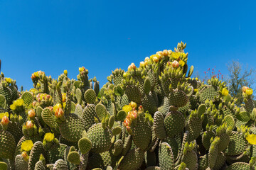 Prickly pear cactus blooming flowers in the spring southwest sonoran deserts of Phoenix, Arizona.