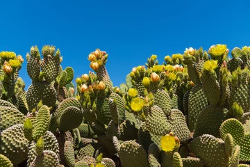 Crédence de cuisine en verre imprimé Cactus Prickly pear cactus blooming flowers in the spring southwest sonoran deserts of Phoenix, Arizona.