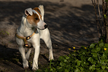 Young jack Russell terrier on a walk in the park