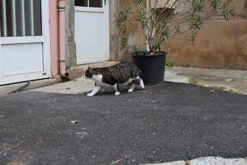 chat mignon