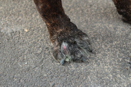 abc&egrave;s patte de chien