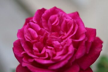belle rose