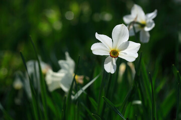 White and yellow narcissus on black background