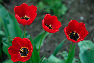 Red tulips on nature background