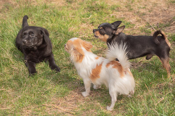 Three dogs on the grass. Black tsutsenya Labrador Retriever and Chihuahua black and white.