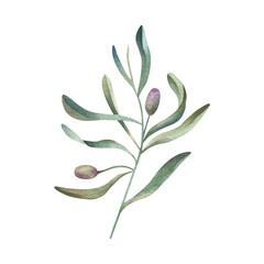 Isolated olive branche on white background. Decorative hand drawn watercolor illustration for wedding invitations, greeting cards, for design of patterns. Element of healthy life.