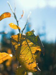 Autumn leaf in sunshine
