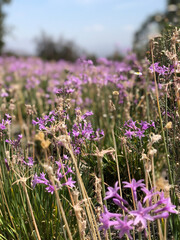 Naklejka premium field of lavender