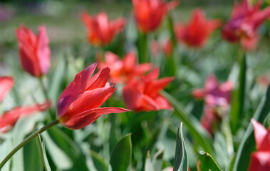 rote Tulpen auf Frühlingswiese