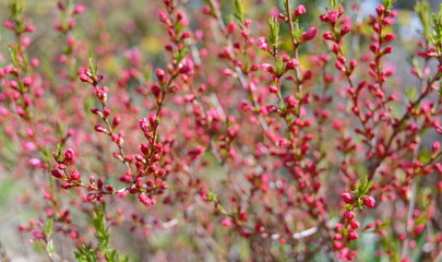Zwergmandel Strauch mit Blüten im Frühling