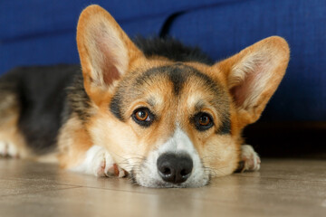 Portrait of a Cute Welsh Corgi lying on a floor looking in the camera.