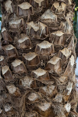 Palm tree trunk close-up rough texture