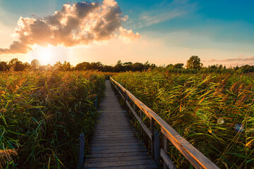 A wooden path with a handrail, through a pond with grass and reeds near a green meadow, going...