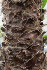 Palm tree trunk close-up rough texture