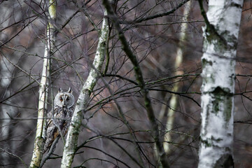 An owl (Asio otus) sitting in a small tree.