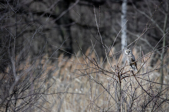 An owl (Asio otus) sitting in a small tree.