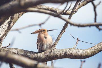 A hoopoe (Upupa epops) sitting  on a branch. © Pawe