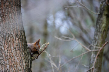 A squirrel sitting on a branch