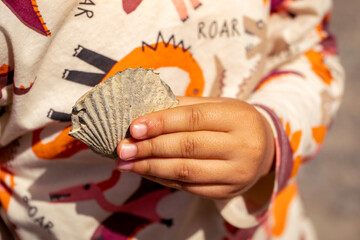 boy with dinosaur t-shirt holding a fossil of a shell. child playing paleontologist © Komuso & Colorsandia