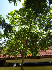 Mexiko Huatulco Urlaub