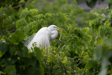 Great White Egret with mating plumage in the top of some trees
