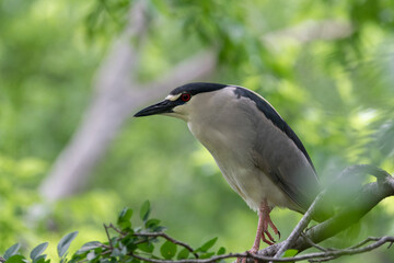 Profile of a Black-crowned Night Heron perched on a tree branch