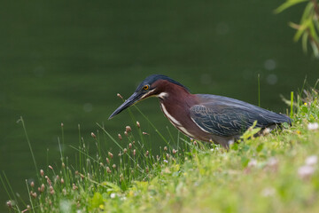 Green Heron searching for food on a pond shore