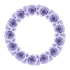 watercolor illustration depicting rose flowers and leaves, wreath, frame, vignette for holiday cards and designs