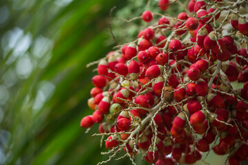 Adonidia merrillii red fruits close up, selective focus