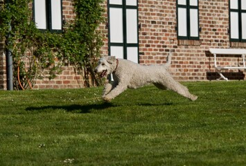 Portrait of a  Beautiful royal poodle dog at spring running on a nice garden with a beautiful villa in the background.