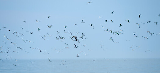 flock of birds in flight