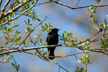 A Male Red-Winged Blackbird Perched in a Tree
