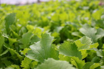 green leaves of a plant