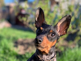 Miniature Pinscher dog portrait.