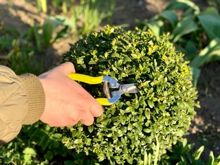 Boxwood pruning. A woman cuts a boxwood shrub with hand scissors. - obrazy, fototapety, plakaty