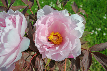 pink and white flowers