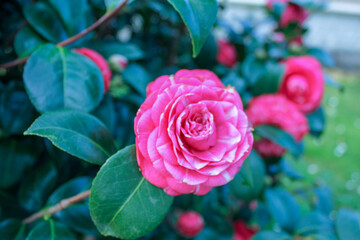 pink roses in garden