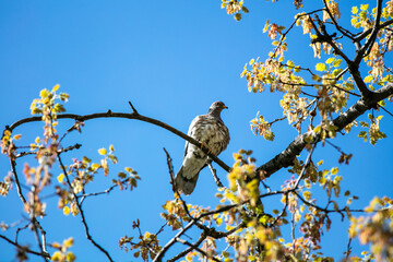 A Mourning Dove Perched in the Top of a Tree