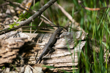 A Common Fence Lizard on a Log