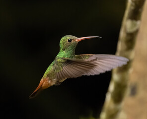 Fototapeta na wymiar A Rufous-tailed Hummingbird in Ecuador